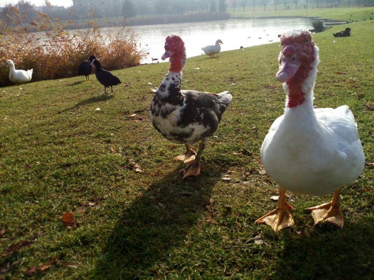 La Laguna Daire Laguna de Duero Dış mekan fotoğraf